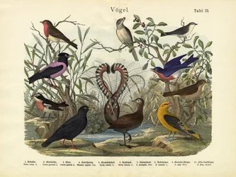 Oiseaux, c.1860